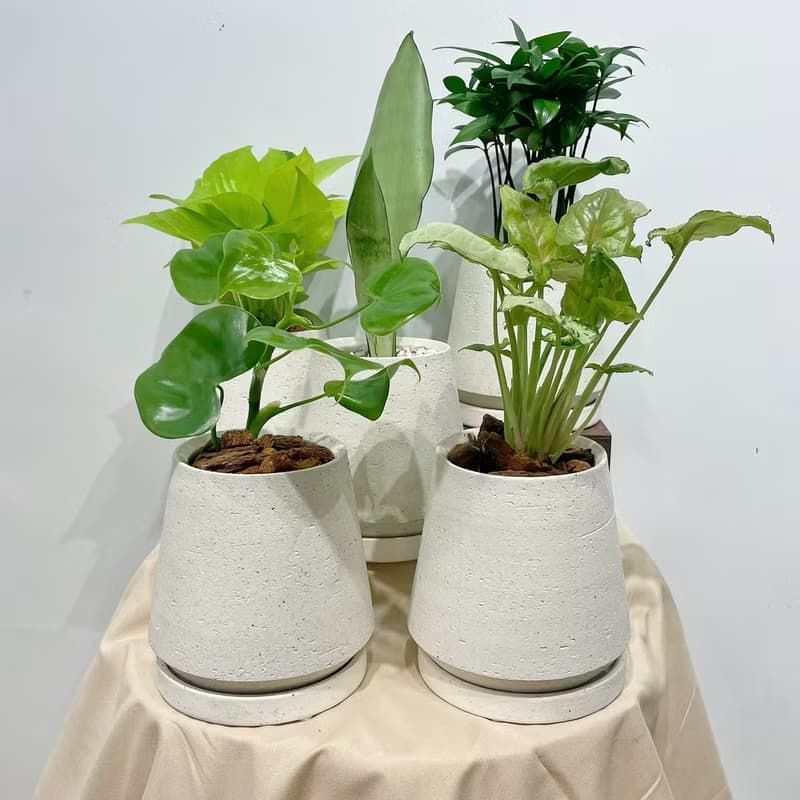 室內小盆栽|桌上小物/合果芋/銀后虎尾蘭/黃金葛/竹柏/愛心蔓