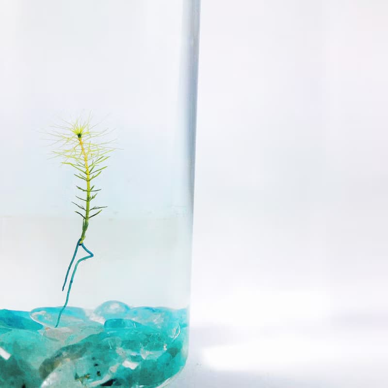 【烏蘇里水草】 綠東陵石裝飾款 長青療癒 辦公室送禮小物 免澆水