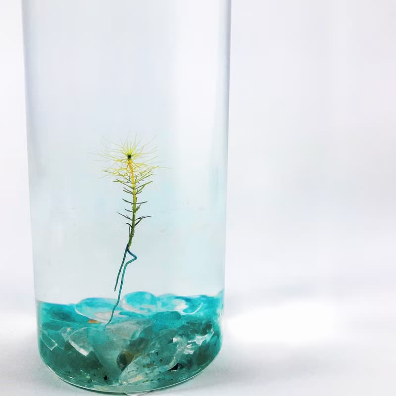【烏蘇里水草】 綠東陵石裝飾款 長青療癒 辦公室送禮小物 免澆水