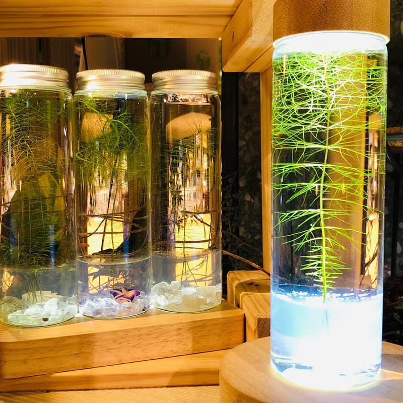【烏蘇里水草】 綠東陵石裝飾款 長青療癒 辦公室送禮小物 免澆水