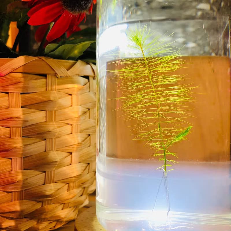 【烏蘇里水草】 綠東陵石裝飾款 長青療癒 辦公室送禮小物 免澆水