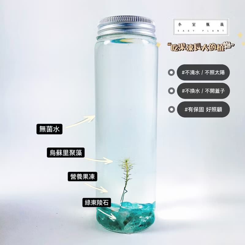 【烏蘇里水草】 綠東陵石裝飾款 長青療癒 辦公室送禮小物 免澆水