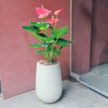開幕首選盆栽-小水磨款火鶴花