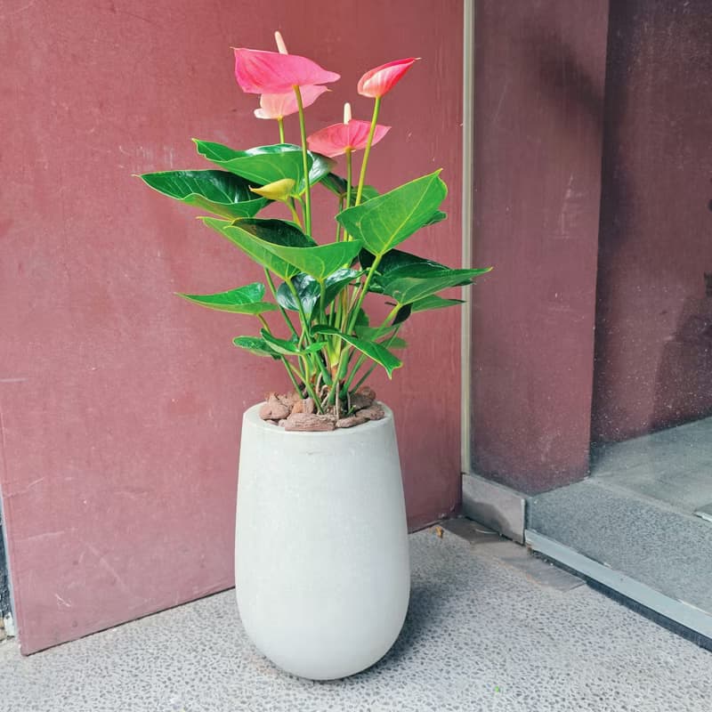開幕首選盆栽-小水磨款火鶴花