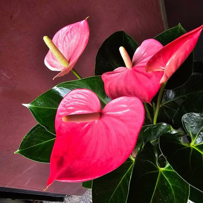 開幕首選盆栽-小水磨款火鶴花