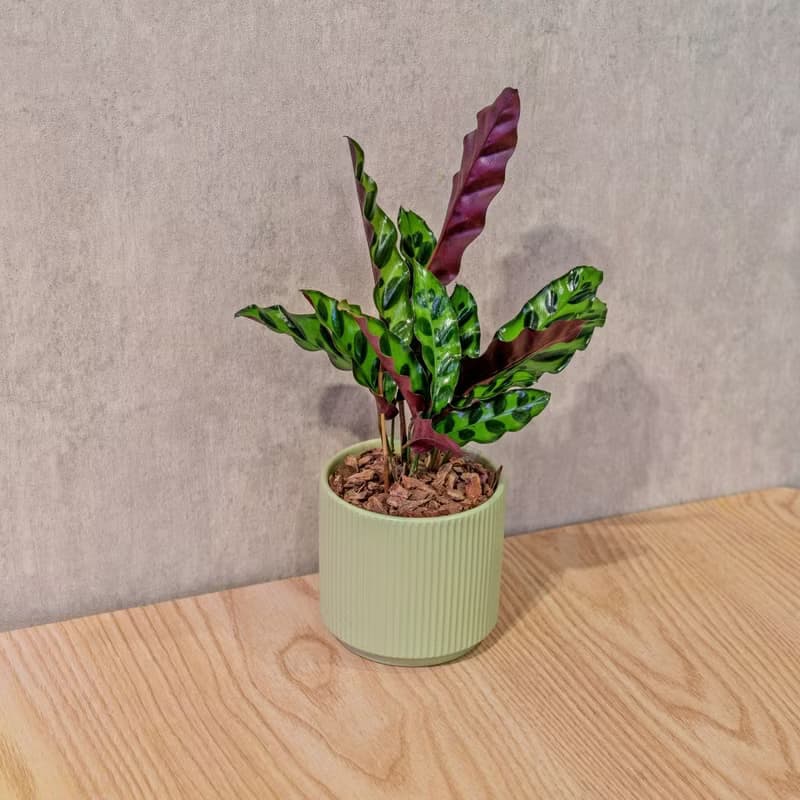 箭羽竹芋 莫蘭迪色系直紋陶盆 室內植物 觀葉植物 禮物 盆栽