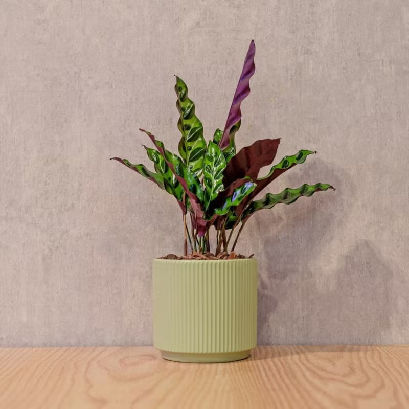 箭羽竹芋 莫蘭迪色系直紋陶盆 室內植物 觀葉植物 禮物 盆栽