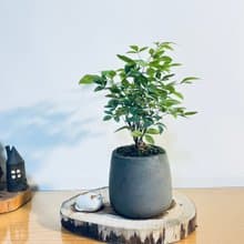 南天竹 l 小品苔盆 室內植栽 禮物 長輩送禮