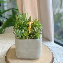 【開幕賀禮】水泥多肉組盆-方形12X12X10.5.新居落成.升官喬遷