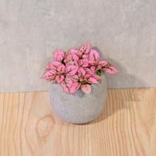 嫣粉蔓 桌上型水泥盆栽 觀葉植物 禮物 盆栽 交換禮物 植物