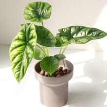 植栽 盆栽 l 凹凸觀音蓮(中盆) 韓國設計煙囪花盆 室內植物 散光