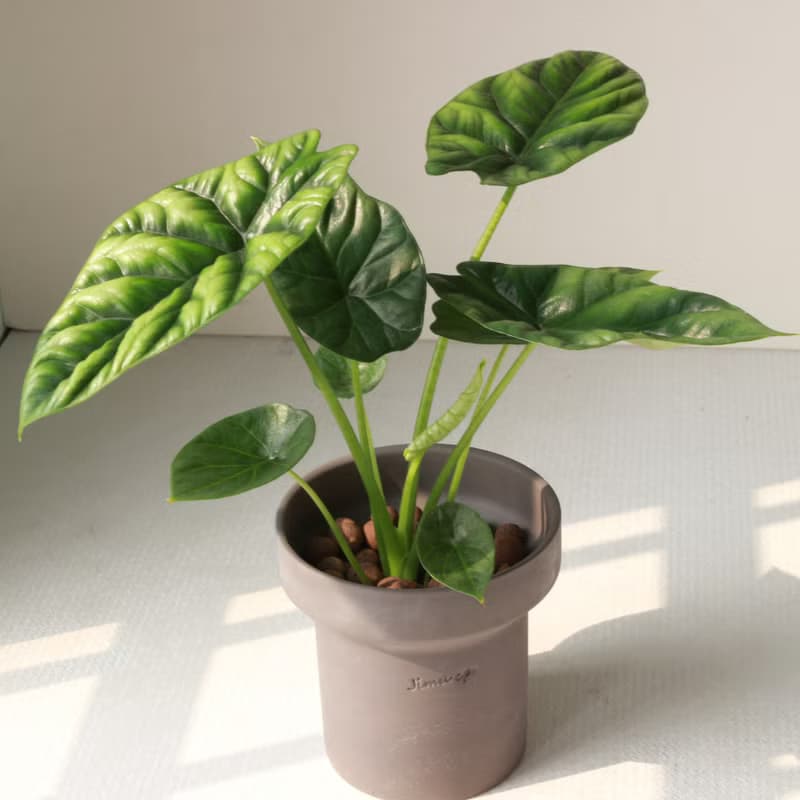植栽 盆栽 l 凹凸觀音蓮(中盆) 韓國設計煙囪花盆 室內植物 散光