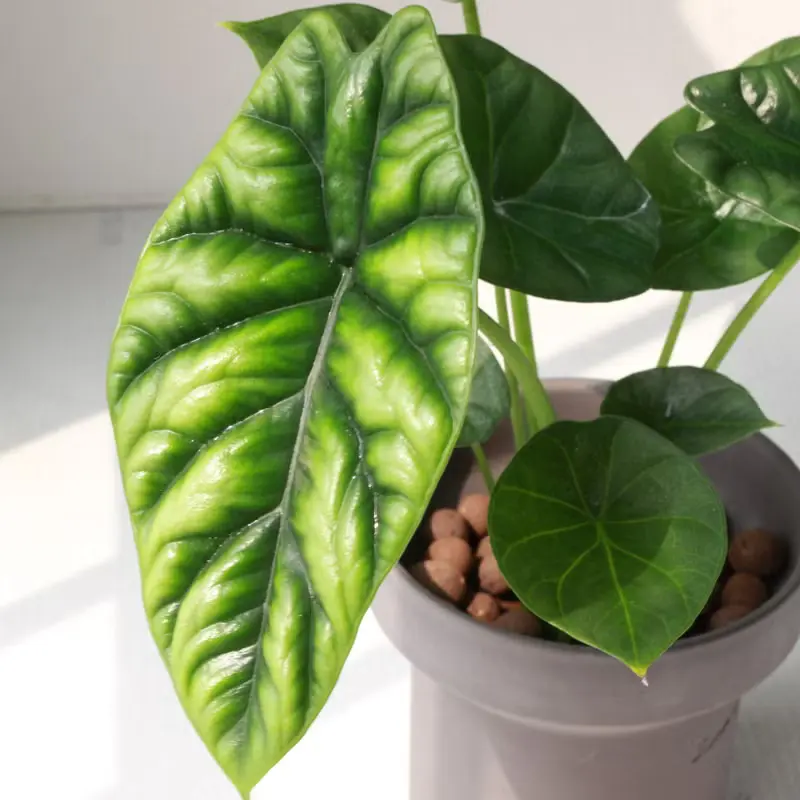 植栽 盆栽 l 凹凸觀音蓮(中盆) 韓國設計煙囪花盆 室內植物 散光