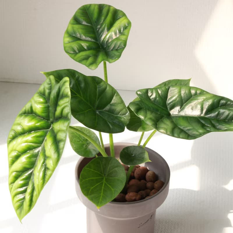 植栽 盆栽 l 凹凸觀音蓮(中盆) 韓國設計煙囪花盆 室內植物 散光