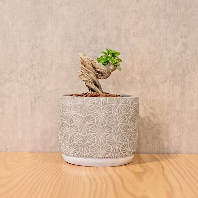 壽娘子 5寸水泥盆三葉草紋圖形風格 桌上型室內植物推薦