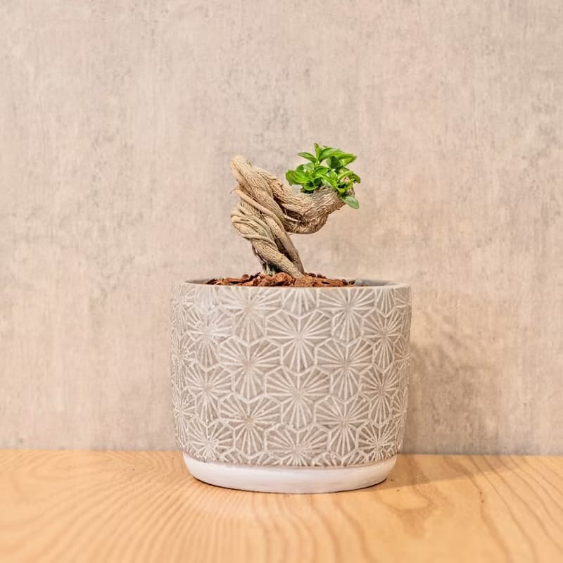 壽娘子 5寸水泥盆三葉草紋圖形風格 桌上型室內植物推薦
