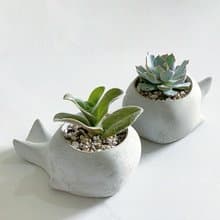【買盆送植物.24h寄出】鯨魚多肉水泥盆 @JU多肉