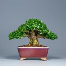 【空間擺設】精品盆栽 送禮推薦 雅緻生活