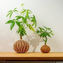 苔球植物 馬拉巴栗大水苔球 苔玉 適合室內植物 辦公室植物 禮物
