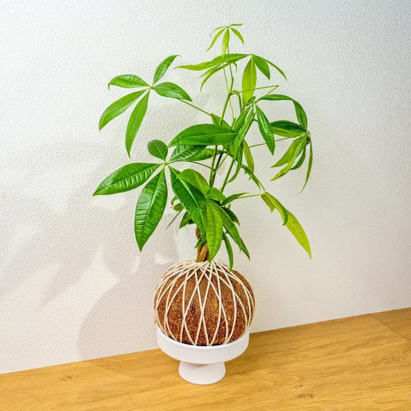 苔球植物 馬拉巴栗大水苔球 苔玉 適合室內植物 辦公室植物 禮物