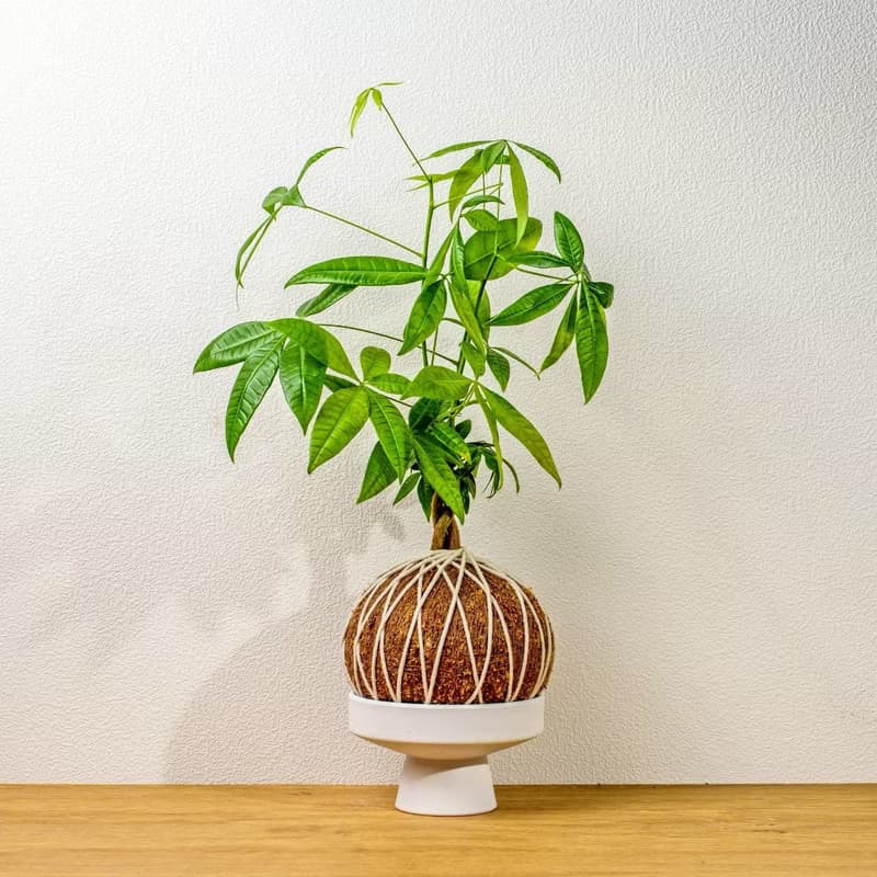 苔球植物 馬拉巴栗大水苔球 苔玉 適合室內植物 辦公室植物 禮物