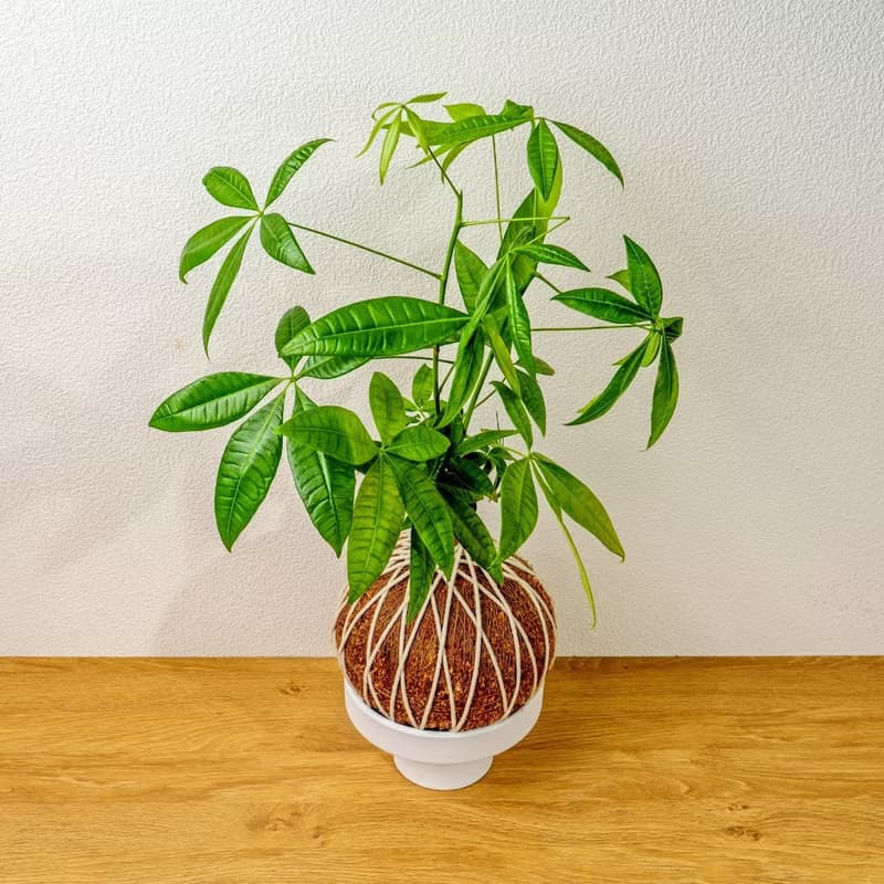 苔球植物 馬拉巴栗大水苔球 苔玉 適合室內植物 辦公室植物 禮物