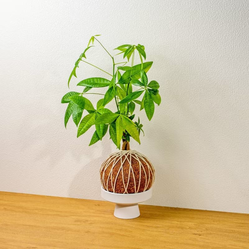 苔球植物 馬拉巴栗大水苔球 苔玉 適合室內植物 辦公室植物 禮物