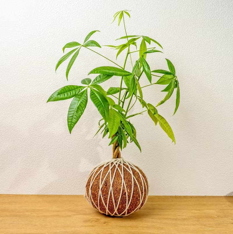苔球植物 馬拉巴栗大水苔球 苔玉 適合室內植物 辦公室植物 禮物