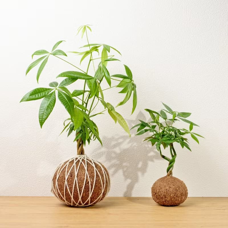苔球植物 馬拉巴栗大水苔球 苔玉 適合室內植物 辦公室植物 禮物