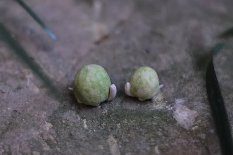 小烏龜