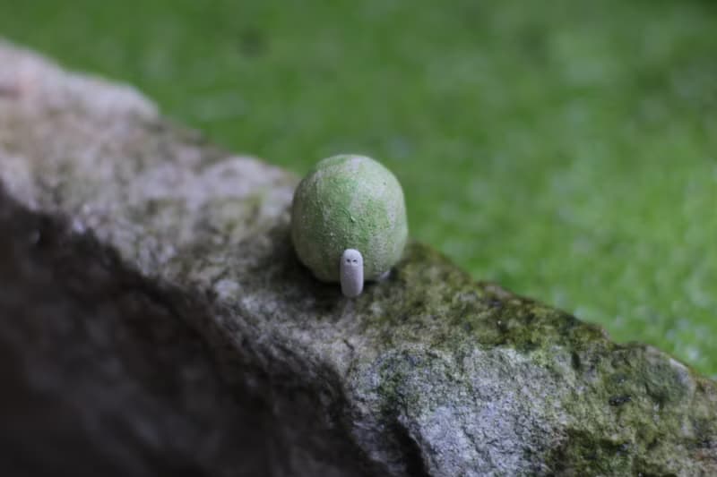 小烏龜