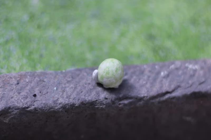 小烏龜