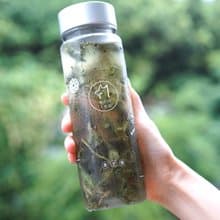 【琅茶】沁涼盆栽・冷泡茶水壺 / 超值定番茶款組合