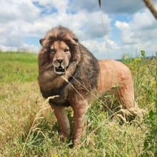 亞洲獅子野生動物野貓逼真藝術娃娃人造毛絨野貓家居裝飾