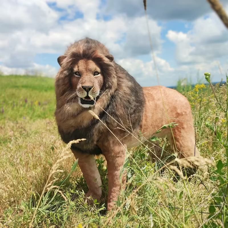 亞洲獅子野生動物野貓逼真藝術娃娃人造毛絨野貓家居裝飾