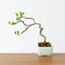 小品盆栽・李氏櫻桃