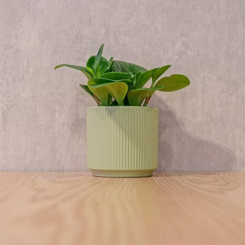 圓葉椒草 莫蘭迪色系直紋陶盆 室內植物 觀葉植物 禮物 盆栽