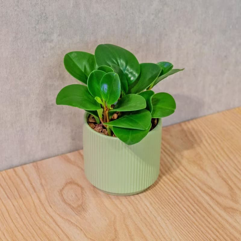 圓葉椒草 莫蘭迪色系直紋陶盆 室內植物 觀葉植物 禮物 盆栽
