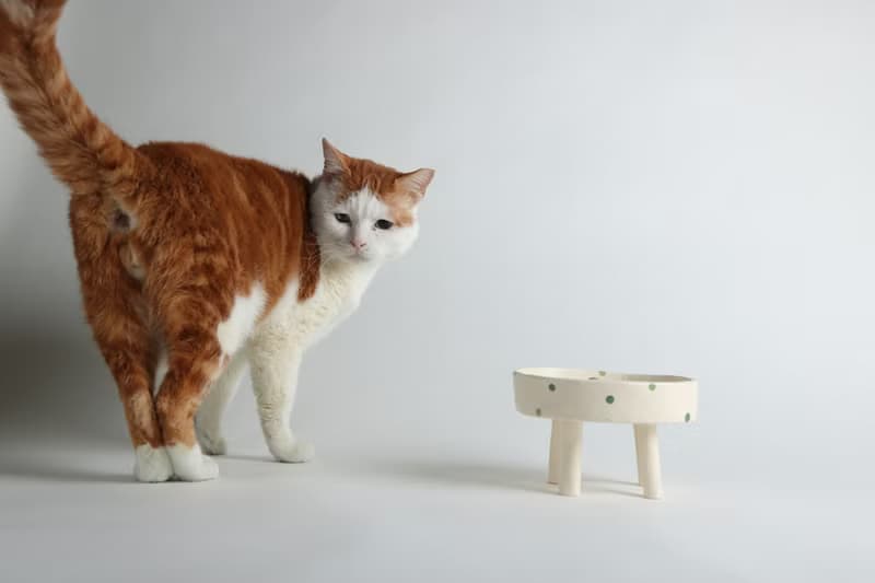 / 寵物碗 訂做/  訂製區