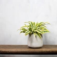 【室內盆栽】百合竹盆栽 觀葉植物 盆栽 植栽 開幕送禮  綠化