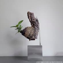 PLATY STAND 植物立架