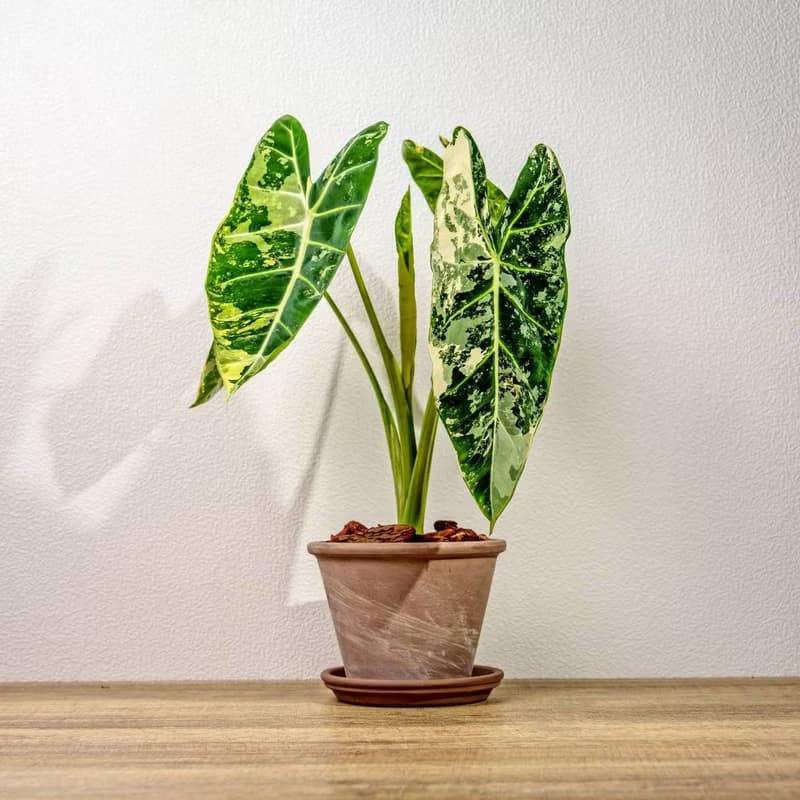 斑葉絨葉觀音蓮 摩卡陶盆栽 開幕盆栽 桌上盆栽 送禮
