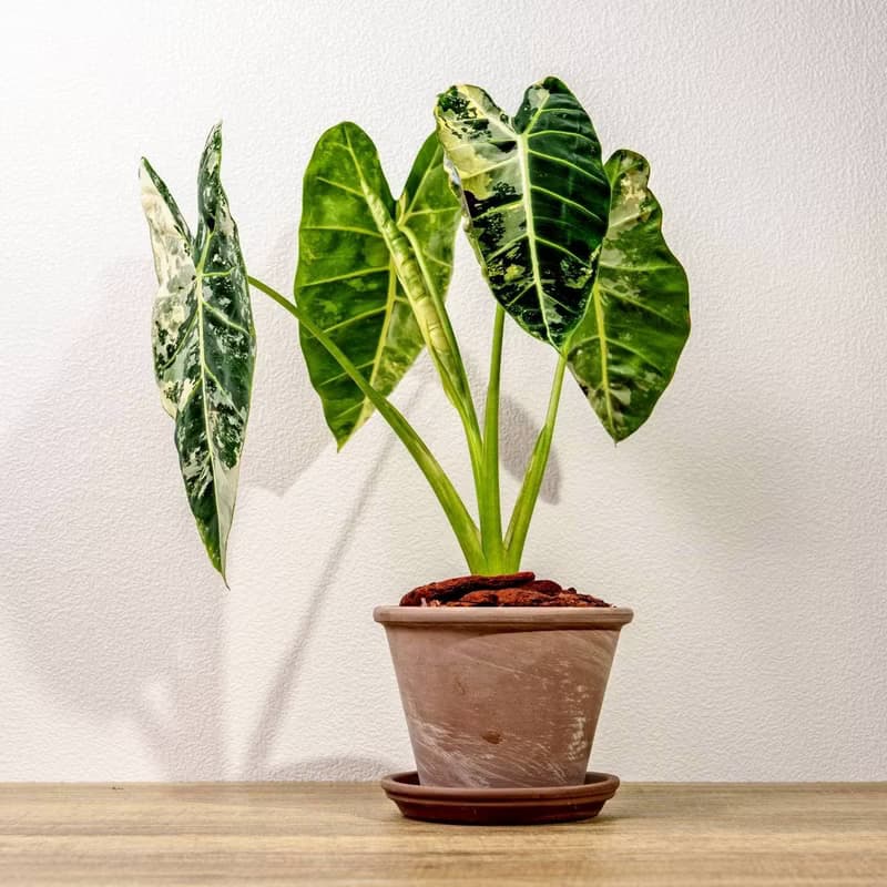 斑葉絨葉觀音蓮 摩卡陶盆栽 開幕盆栽 桌上盆栽 送禮