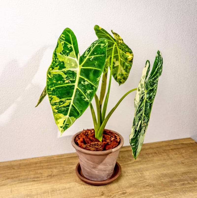 斑葉絨葉觀音蓮 摩卡陶盆栽 開幕盆栽 桌上盆栽 送禮