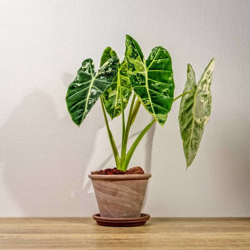 斑葉絨葉觀音蓮 摩卡陶盆栽 開幕盆栽 桌上盆栽 送禮