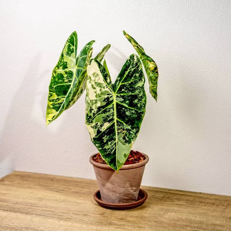 斑葉絨葉觀音蓮 摩卡陶盆栽 開幕盆栽 桌上盆栽 送禮