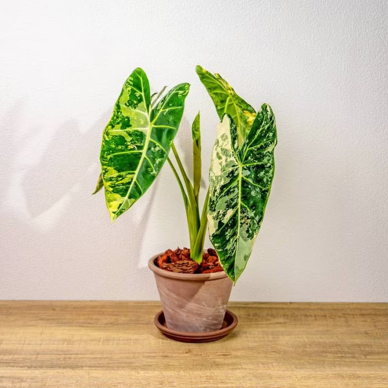 斑葉絨葉觀音蓮 摩卡陶盆栽 開幕盆栽 桌上盆栽 送禮