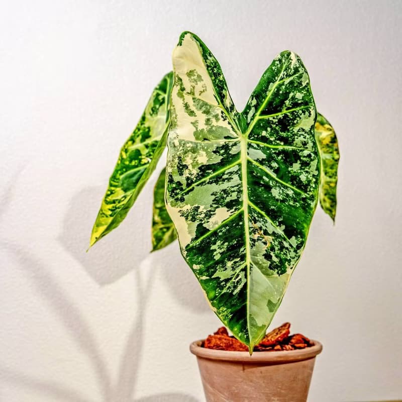 斑葉絨葉觀音蓮 摩卡陶盆栽 開幕盆栽 桌上盆栽 送禮