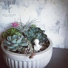 SCgift PetitJardin微花園 維納斯花園愛的小故事 多肉觀賞盆栽
