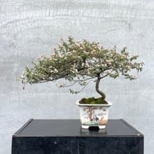 小品盆栽-日本天皇梅 盆景 送禮 稀有